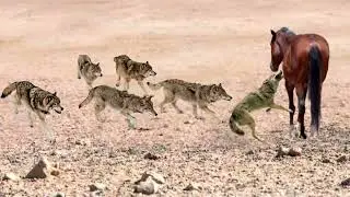 Волки напали на дикую лошадь, оленя и зайца.