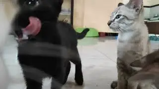 Cats purring