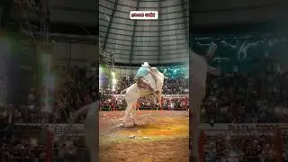 LA MONTA DEL AÑO 🐂TORO EL BERLÍN VS MASCOTA DE JALICO🤠