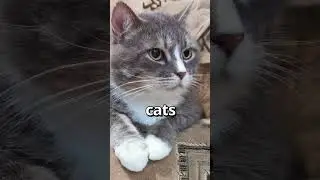 HOW CUTE is this CAT 😱 | Wholesome Moments