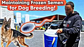 Maintaining Frozen Semen for dog breeding!