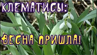 Клематисы: весна пришла!