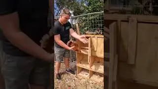 🎉 13 yo Designs and Builds Chicken Coop! 🛠️ #shorts #subscribe