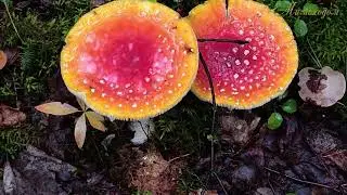 Грибная прогулка... "МИМОХОДОМ", 2 сентября 2024 год. Автор проекта О. Дзиов