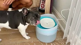 New PETLIBRO Dog Water Fountain In Action!