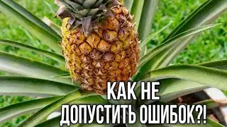Ананас. Как посадить ананас правильно?