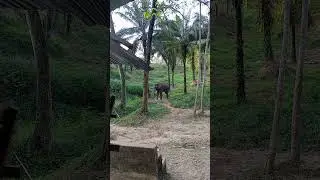 Слоны в Тайланде  Куда сходить в Тайланде   Экскурсия   Rommani, Kapong District, Пхангнга, Таиланд