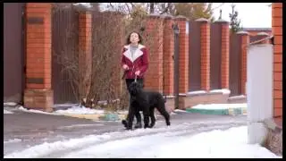 Ризеншнауцер