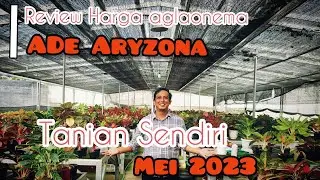Review Harga Aglaonema Ade Aryzona Mei 2023