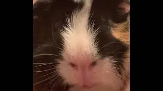 Biggest guinea pig sneeze of all-time