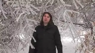 Мои дорогие, накормим зимующих птиц. Станислав Бартенев - ЕСЛИ