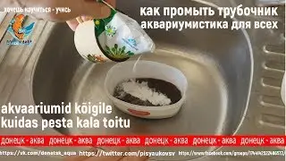 как я промываю трубочник, корм для рыб, akvaarioissa, kuidas toitu maha pesta, Amazing idea