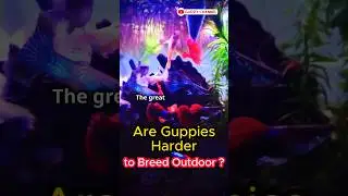 Guppy Fish Care - Are Guppies Harder to Breed Outdoors ? #guppychannel #fishtank #facts #aquascape