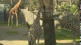 Giraffes at the Zoo in Rome - Bioparco di Roma