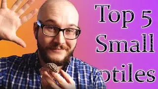 Top 5 Smallest Pet Reptiles