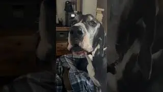 Marvin the Great Dane ONLY wants the bed his sister is in.  