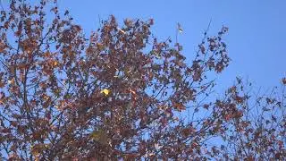 cardueles in planis arboribus.щиглики на платанах . щеглы на платанах.goldfinches on plane trees.