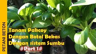 CARA MENANAM POKCAY DI BOTOL BEKAS | SISTEM SUMBU | SISTEM KAPILER