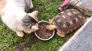 Akur kucing vs kura kura darat makan bareng