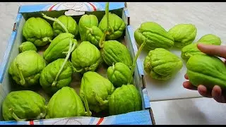 Fried chayote