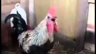 Петух завис
