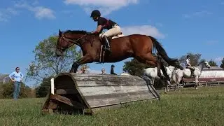 OTTB For Sale. Thoroughbred. Fox Hunter. Jumper. Eventer. Race Horse