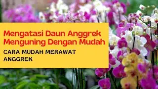 Mengatasi Daun Anggrek Menguning Dengan Mudah (Daun Anggrek Kuning)