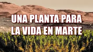 UNA PLANTA PARA LA VIDA EN MARTE - Gran descubrimiento