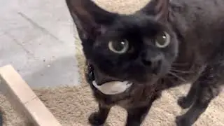 My Devon Rex Grand Kittens Apollo & Luna white & black cat age 1