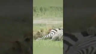 Zebra resists as lions feed..gaining strength to kick them away.#wildlife #youtubeshorts #subscribe