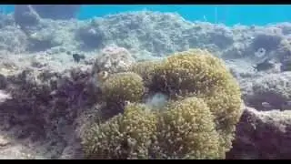 "Nemo" Fish in havelock Island, Andaman & Nicobar, India