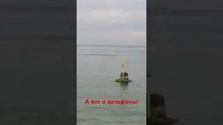 На Пионерском проспекте замечены Дельфины!
