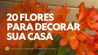 20 FLORES para DECORAR sua CASA na PRIMAVERA