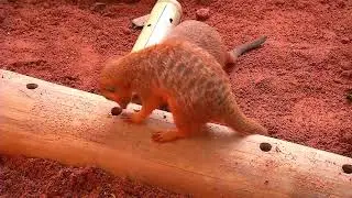 Zoocademy by T-Mobile - Meerkats