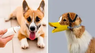 11 Amazon Pet Gadgets For Busy Pet Owners