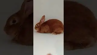 Урфин Джус