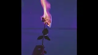 silphyn - reincarnation