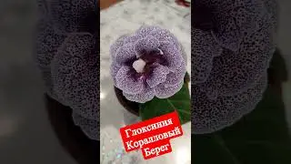 Глоксиния ЛП Коралловый берег 
