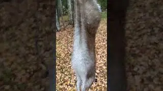Второй заяц.