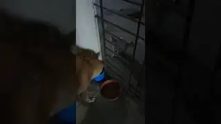 Cat fight with Dog