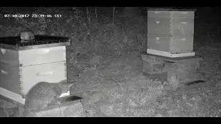 Cat Wants to Play With Bees (older video)