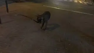 Simba de rodeo