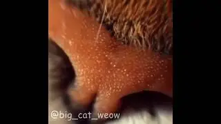 АСМР по-кошачьи/ Кототерапия (ASMR cat-like)