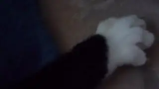 Kitty