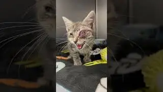 Help Us Help Vera (Ramapo-Bergen Animal Refuge)