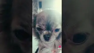 Cat&Dog по сотрудничеству с Cool Duck "How You Cat That" #Cat&Dog #CoolDuck #пухлыйкотик