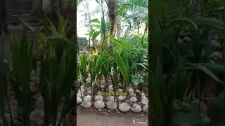 BIBIT KELAPA KOPYOR GENJAH UNGGULAN ASLI DARI KAB. PATI | PUSAT PEMBIBITAN AGRO POTENSI