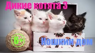 Дом для диких котят