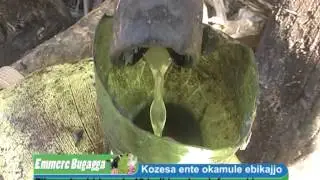 EMMERE BUGAGGA: Kozesa ente okamula ebikajjo
