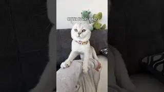 I’m Looking For A Cat With A Little Nose😆💕 British Shorthair Cat #shorts #catlover #youtubeshorts